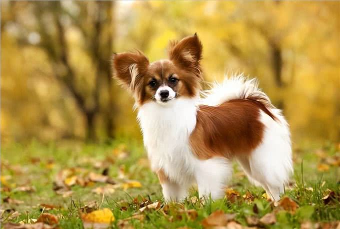 寿命不长的蝴蝶犬,多半有这5个特征