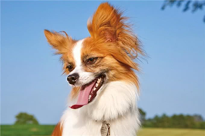 寿命不长的蝴蝶犬,多半有这5个特征