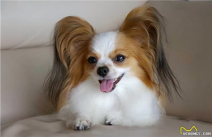 寿命不长的蝴蝶犬，多半有这5个特征