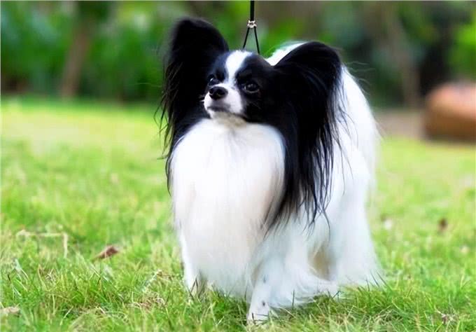 寿命不长的蝴蝶犬,多半有这5个特征