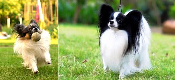 寿命不长的蝴蝶犬，多半有这5个特征
