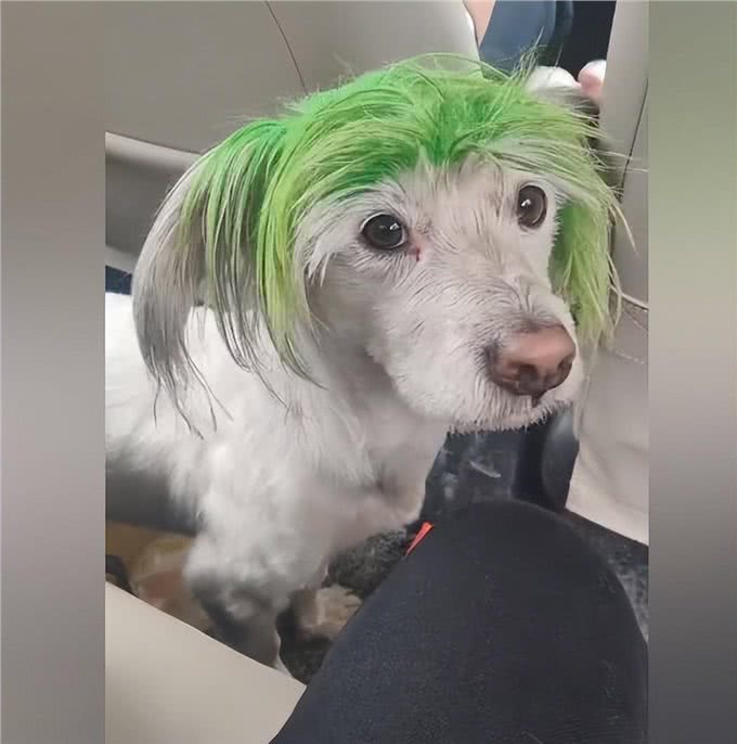 非主流狗狗走丢后,全网接力找回,主人:为找它瘦了6斤