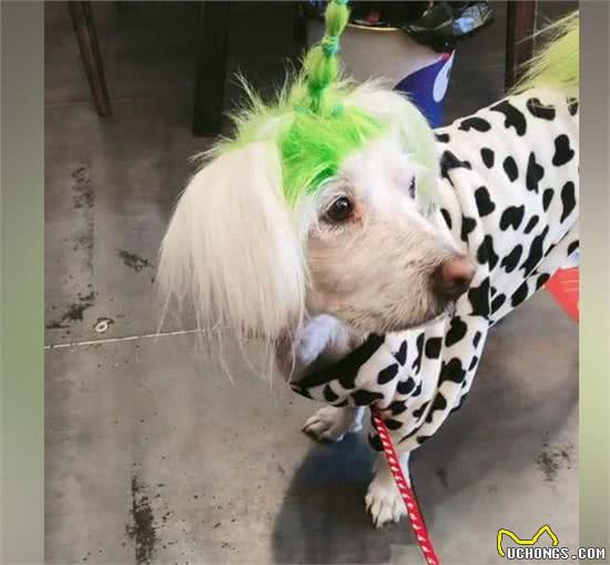 非主流狗狗走丢后,全网接力找回,主人:为找它瘦了6斤