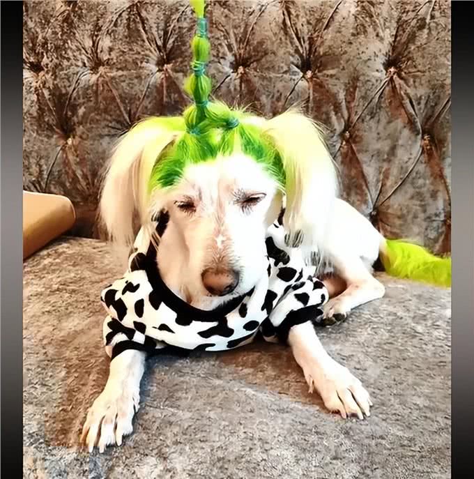 非主流狗狗走丢后,全网接力找回,主人:为找它瘦了6斤