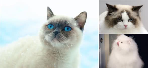 蓝色眼睛的猫品种