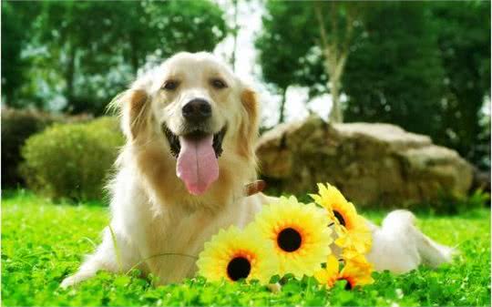 只需3步就可以让你的狗狗变成算数高手,摇身一变成训犬大师!