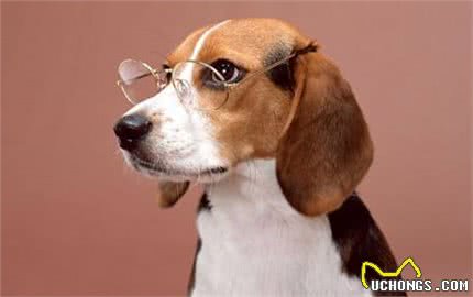 只需3步就可以让你的狗狗变成算数高手,摇身一变成训犬大师!