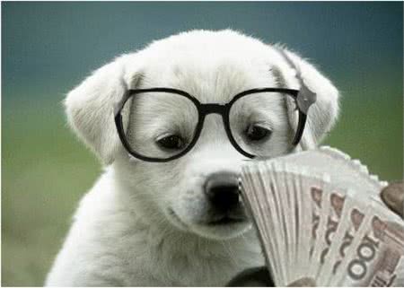 只需3步就可以让你的狗狗变成算数高手,摇身一变成训犬大师!