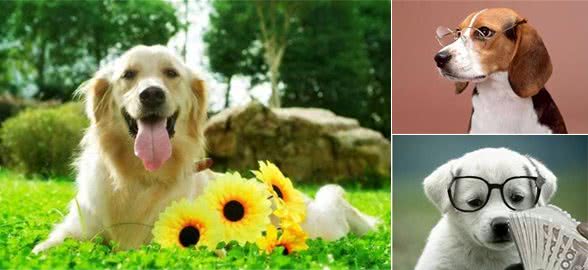 只需3步就可以让你的狗狗变成算数高手，摇身一变成训犬大师!