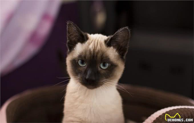 养猫就养暹罗猫，忠诚护主，很难不爱