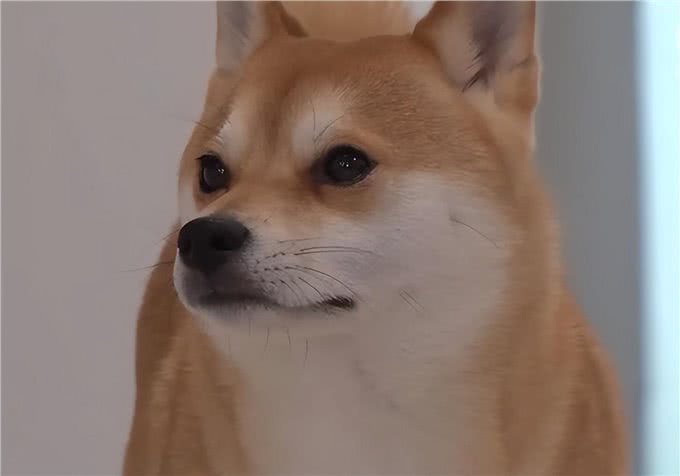 狗狗见了啥都害怕，主人咨询原因，专家:小时候关在笼子里惹的祸