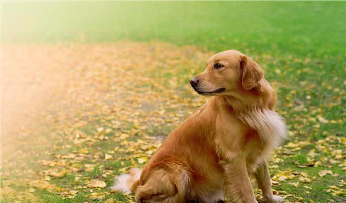 狗狗在家乱拉乱尿怎么办?这7招，教会它定点排泄