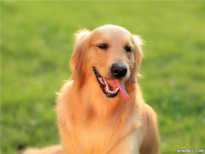 狗狗在家乱拉乱尿怎么办?这7招，教会它定点排泄