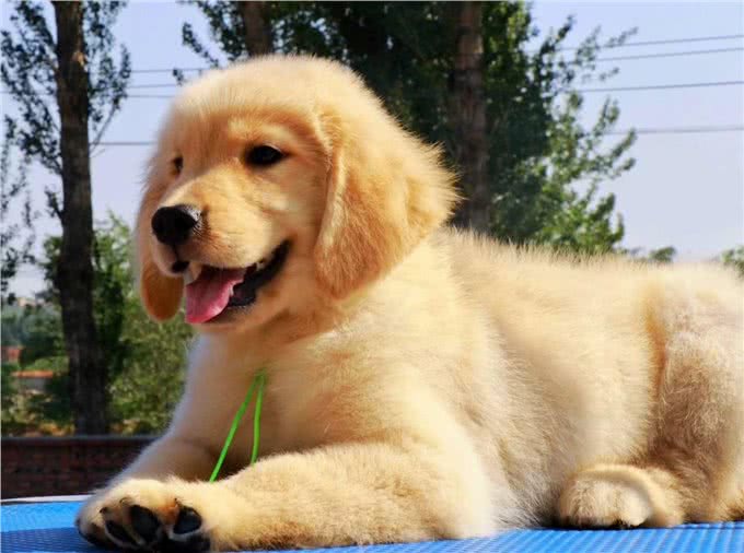 狗狗在家乱拉乱尿怎么办?这7招，教会它定点排泄