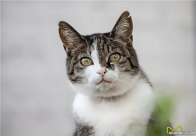 科学养宠的责任与陪伴：如何让猫狗健康快乐地生活