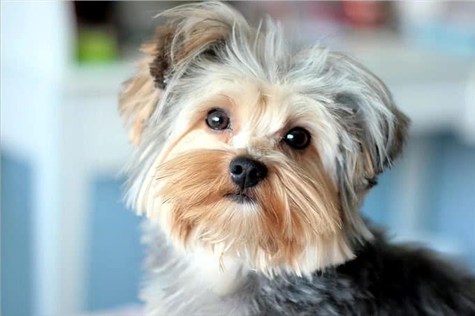 工作忙没时间照顾宠物?这6种狗适合上班族养