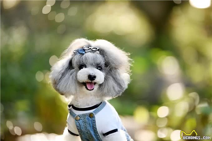 工作忙没时间照顾宠物?这6种狗适合上班族养