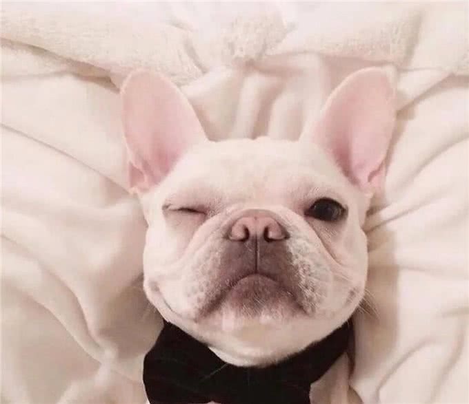 工作忙没时间照顾宠物?这6种狗适合上班族养