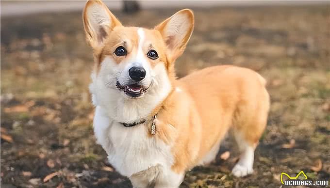 工作忙没时间照顾宠物?这6种狗适合上班族养