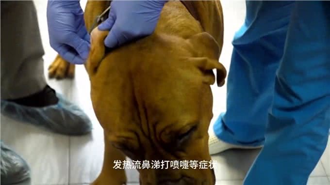 关于犬副流感病毒感染，你需要知道这些!