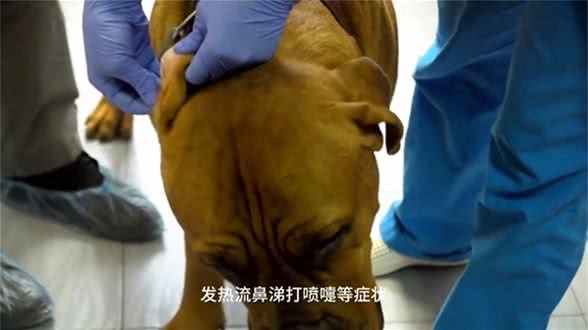 关于犬副流感病毒感染,你需要知道这些!