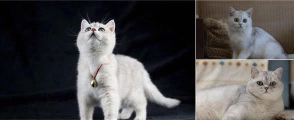 外貌漂亮，毛色银灰，非常迷人的英国短毛猫