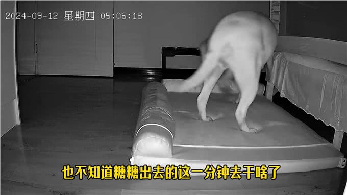 狗狗前半夜玩的有多嗨，下半夜就有多困—监控下的一幕