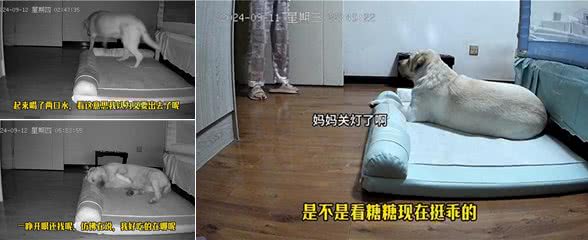 狗狗前半夜玩的有多嗨，下半夜就有多困—监控下的一幕