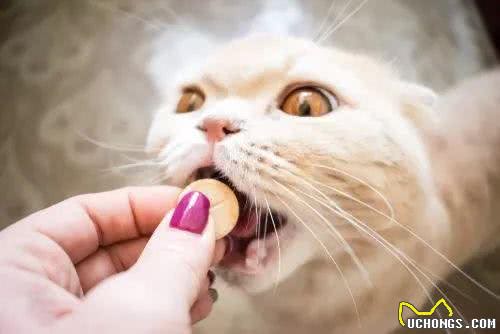 养猫，家里最好常备这6种药，从此不怕猫咪生病!
