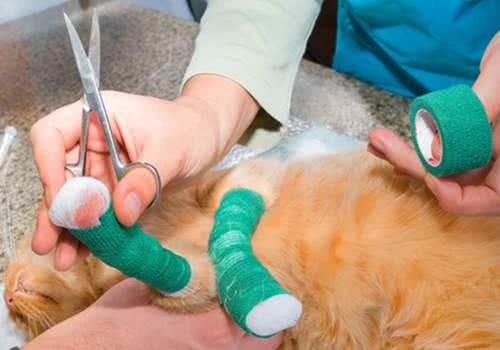 养猫，家里最好常备这6种药，从此不怕猫咪生病!