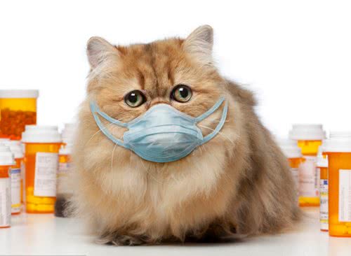 养猫，家里最好常备这6种药，从此不怕猫咪生病!