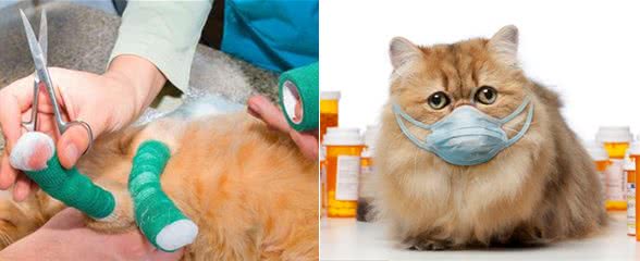 养猫，家里最好常备这6种药，从此不怕猫咪生病!
