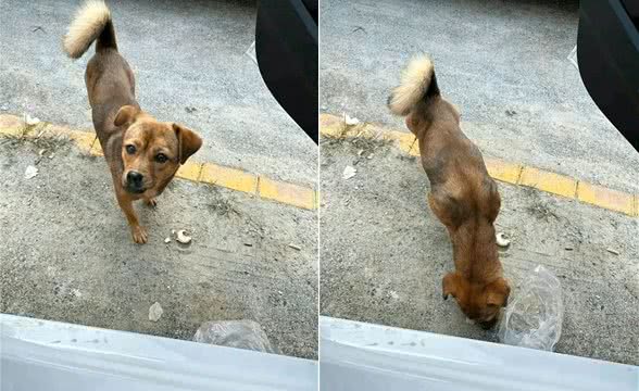 养狗需要耐心，尤其是养只母犬!