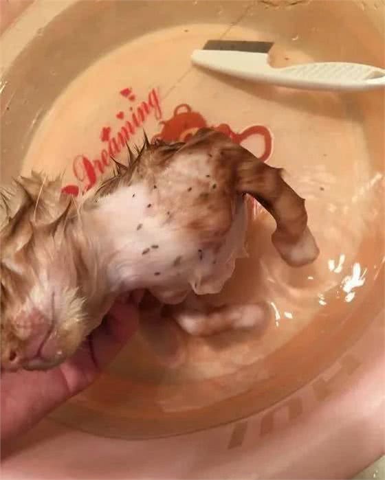 宠物毛发里长的一种小动物非常讨厌，人被叮咬后奇痒无比