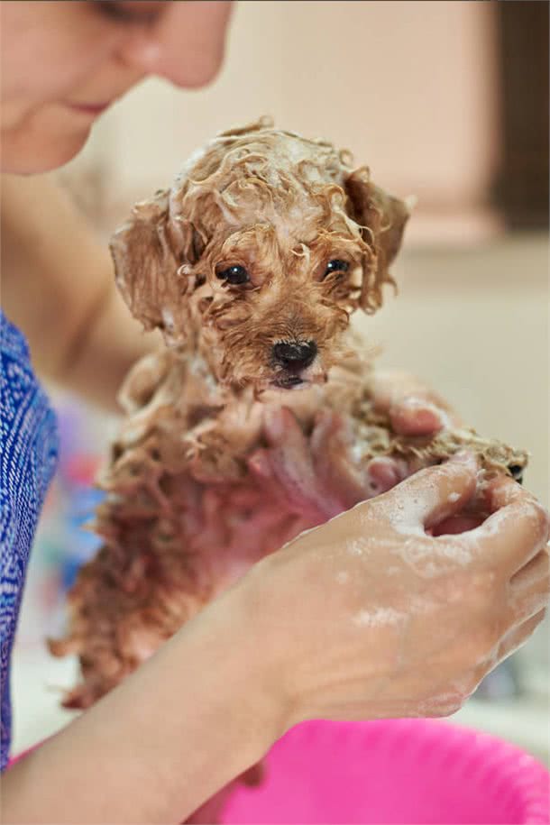 注意!泰迪犬洗澡7大误区，劝你别犯