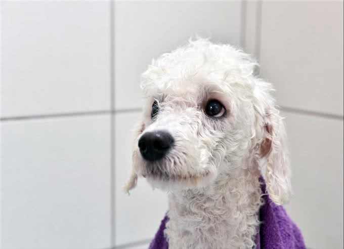 注意!泰迪犬洗澡7大误区，劝你别犯