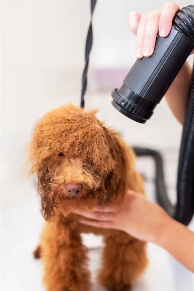 注意!泰迪犬洗澡7大误区，劝你别犯