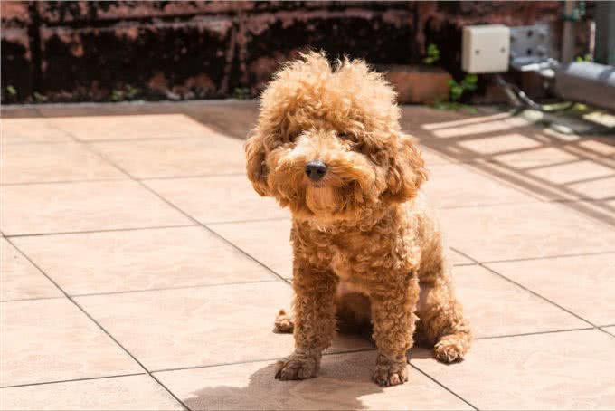 注意!泰迪犬洗澡7大误区，劝你别犯