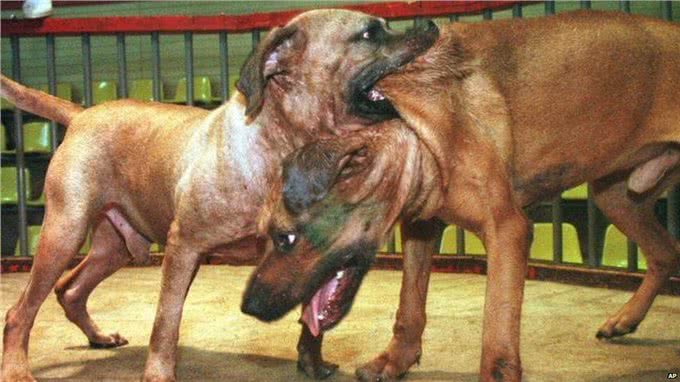 平心而论!我国哪些狗打得过日本的土佐犬，为什么?