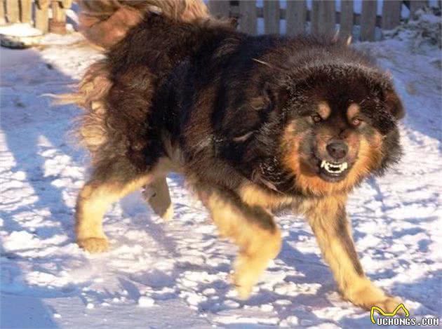 平心而论!我国哪些狗打得过日本的土佐犬，为什么?
