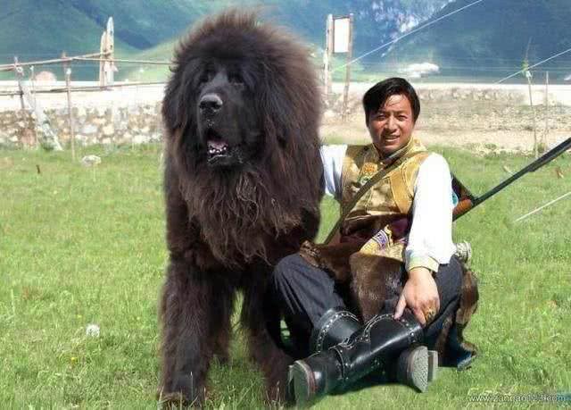 平心而论!我国哪些狗打得过日本的土佐犬，为什么?
