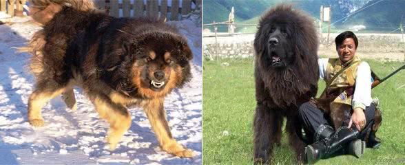 平心而论!我国哪些狗打得过日本的土佐犬，为什么?