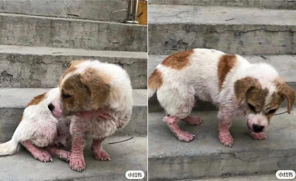 码住!狗狗营养不良最容易患上的四种疾病