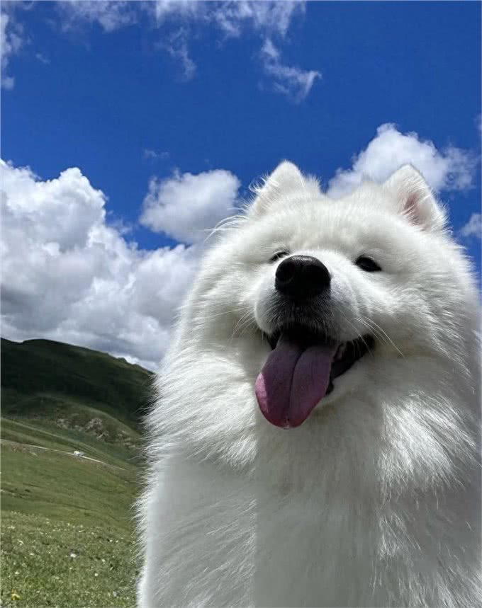 狗狗聪明与否全靠这几点!揭秘狗狗智商真相!你家狗狗符合吗?