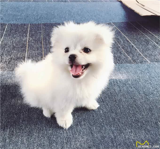 狗狗聪明与否全靠这几点!揭秘狗狗智商真相!你家狗狗符合吗?