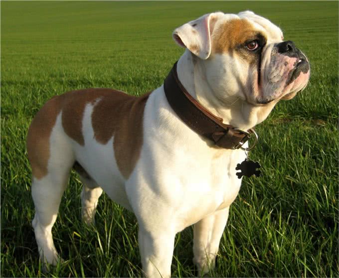 家有斗牛犬，这些饲养妙招一定要知道