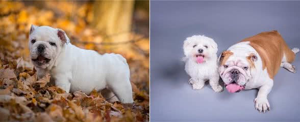 家有斗牛犬，这些饲养妙招一定要知道