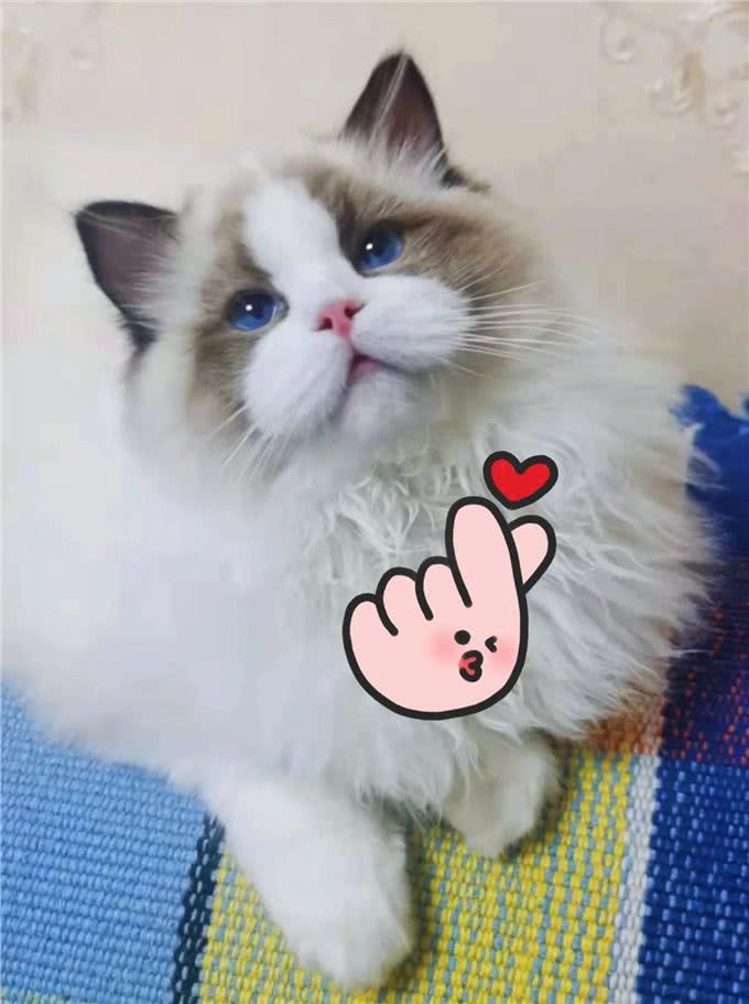 简单粗暴的布偶猫双色科普