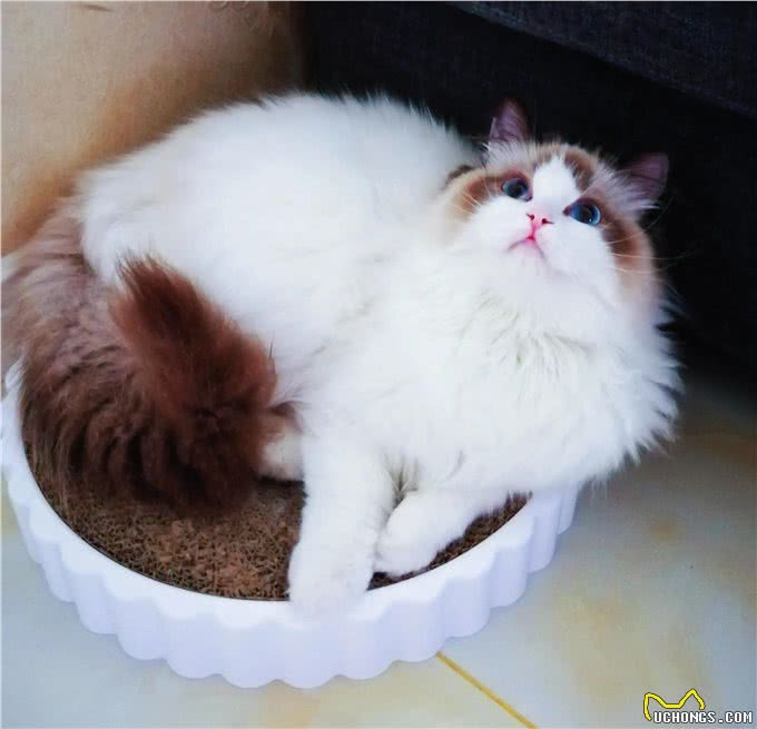 简单粗暴的布偶猫双色科普