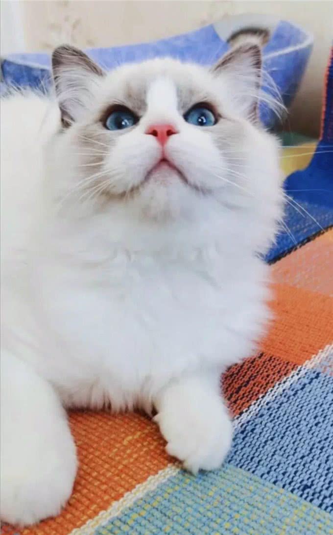 简单粗暴的布偶猫双色科普